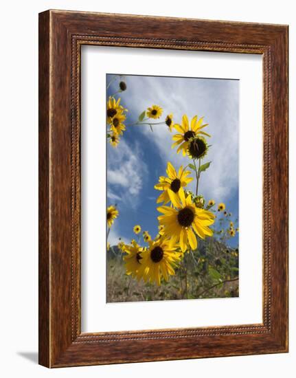 Sunflowers Holladay, Utah-Howie Garber-Framed Premium Photographic Print