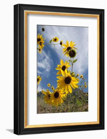 Sunflowers Holladay, Utah-Howie Garber-Framed Premium Photographic Print