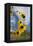 Sunflowers Holladay, Utah-Howie Garber-Framed Premier Image Canvas