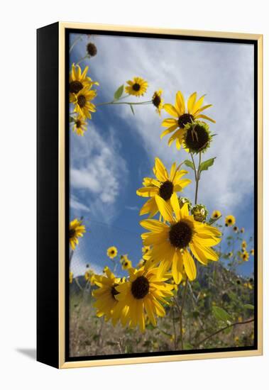 Sunflowers Holladay, Utah-Howie Garber-Framed Premier Image Canvas
