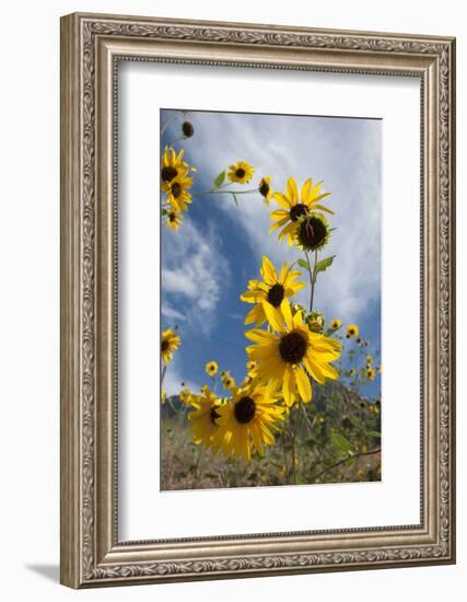 Sunflowers Holladay, Utah-Howie Garber-Framed Photographic Print