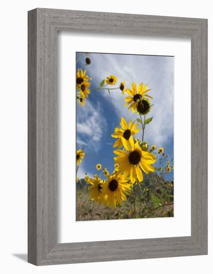 Sunflowers Holladay, Utah-Howie Garber-Framed Photographic Print