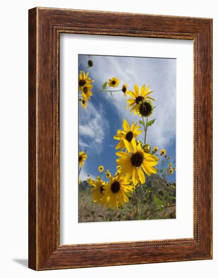 Sunflowers Holladay, Utah-Howie Garber-Framed Photographic Print