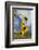 Sunflowers Holladay, Utah-Howie Garber-Framed Photographic Print