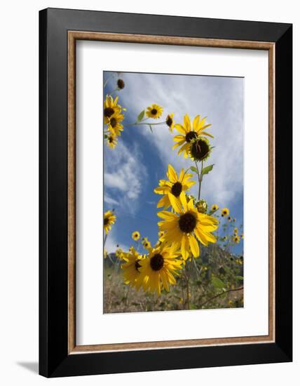 Sunflowers Holladay, Utah-Howie Garber-Framed Photographic Print