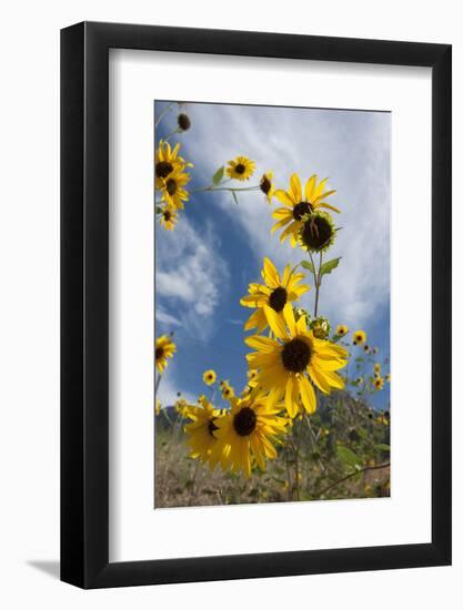 Sunflowers Holladay, Utah-Howie Garber-Framed Photographic Print