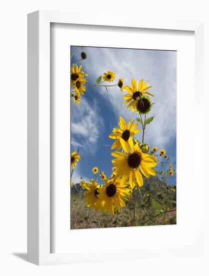 Sunflowers Holladay, Utah-Howie Garber-Framed Photographic Print