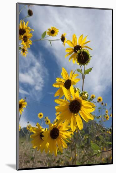 Sunflowers Holladay, Utah-Howie Garber-Mounted Photographic Print