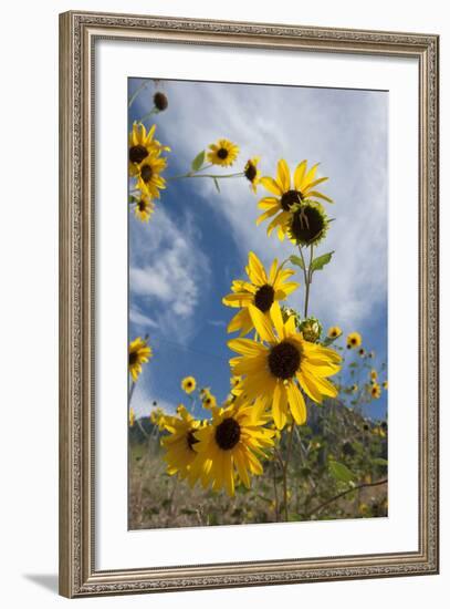 Sunflowers Holladay, Utah-Howie Garber-Framed Photographic Print