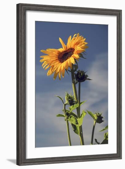 Sunflowers, Hood River, Oregon, USA-Michel Hersen-Framed Photographic Print