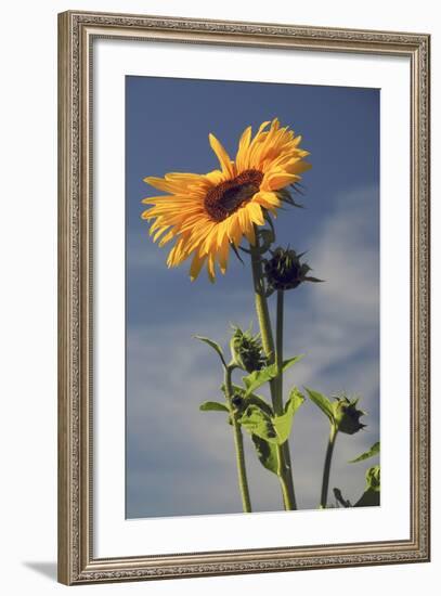 Sunflowers, Hood River, Oregon, USA-Michel Hersen-Framed Photographic Print