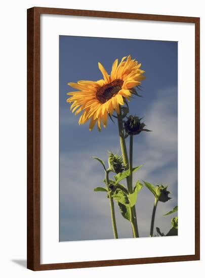 Sunflowers, Hood River, Oregon, USA-Michel Hersen-Framed Photographic Print