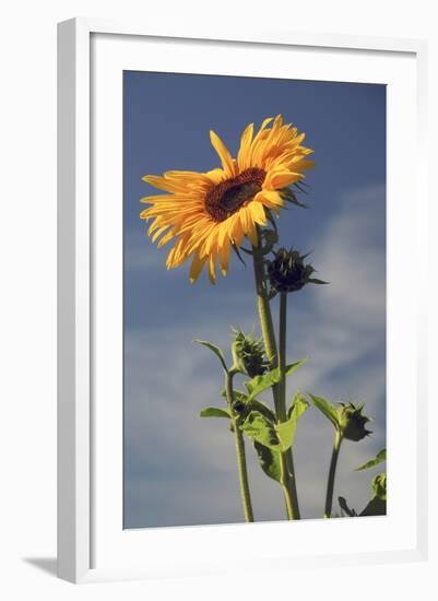 Sunflowers, Hood River, Oregon, USA-Michel Hersen-Framed Photographic Print