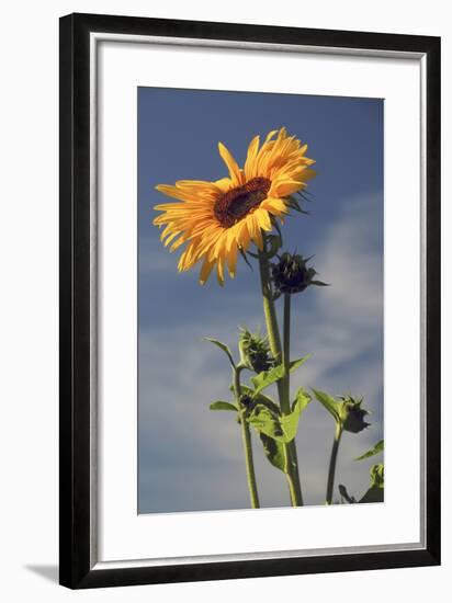 Sunflowers, Hood River, Oregon, USA-Michel Hersen-Framed Photographic Print