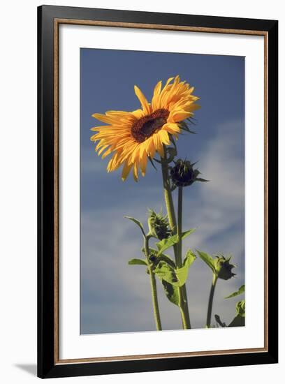 Sunflowers, Hood River, Oregon, USA-Michel Hersen-Framed Photographic Print