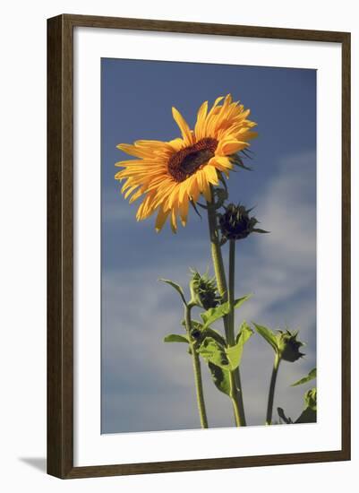 Sunflowers, Hood River, Oregon, USA-Michel Hersen-Framed Photographic Print