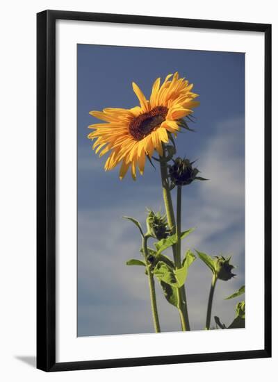 Sunflowers, Hood River, Oregon, USA-Michel Hersen-Framed Photographic Print