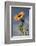 Sunflowers, Hood River, Oregon, USA-Michel Hersen-Framed Photographic Print