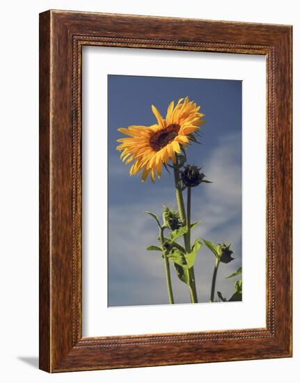 Sunflowers, Hood River, Oregon, USA-Michel Hersen-Framed Photographic Print