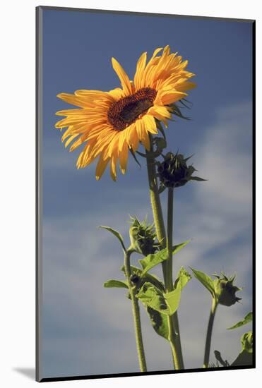 Sunflowers, Hood River, Oregon, USA-Michel Hersen-Mounted Photographic Print