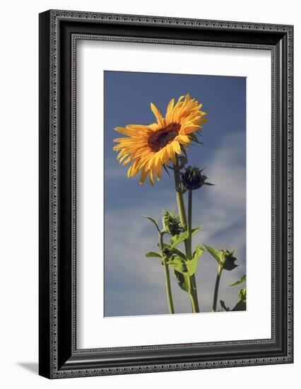 Sunflowers, Hood River, Oregon, USA-Michel Hersen-Framed Photographic Print