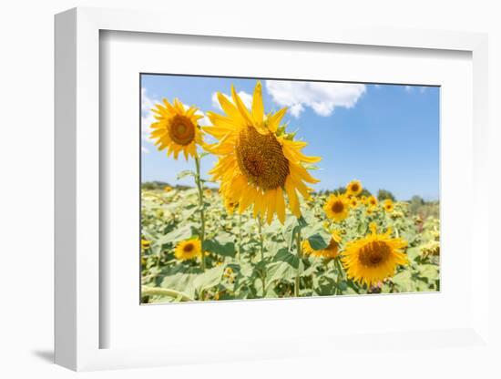 Sunflowers I-Richard Silver-Framed Photographic Print