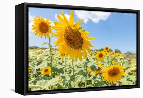 Sunflowers I-Richard Silver-Framed Premier Image Canvas