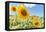 Sunflowers I-Richard Silver-Framed Premier Image Canvas