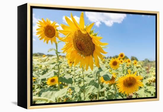 Sunflowers I-Richard Silver-Framed Premier Image Canvas