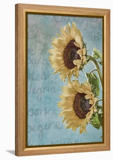 Sunflowers II-Kathy Mahan-Framed Premier Image Canvas