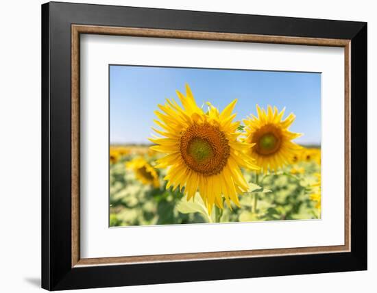 Sunflowers II-Richard Silver-Framed Photographic Print