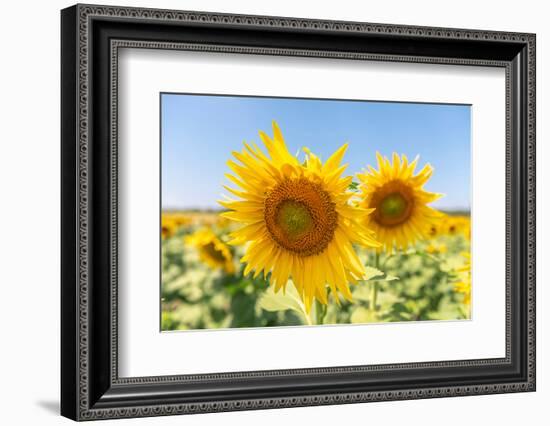 Sunflowers II-Richard Silver-Framed Photographic Print