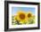 Sunflowers II-Richard Silver-Framed Photographic Print