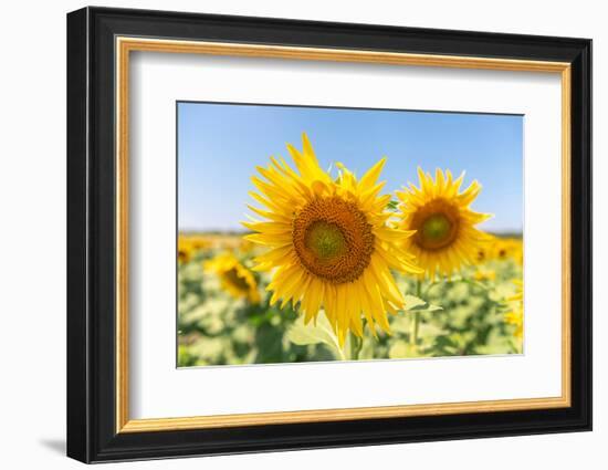 Sunflowers II-Richard Silver-Framed Photographic Print