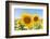 Sunflowers II-Richard Silver-Framed Photographic Print