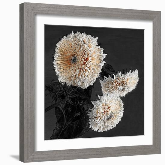 Sunflowers II-Shelley Lake-Framed Art Print