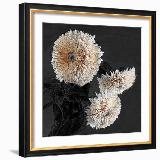 Sunflowers II-Shelley Lake-Framed Art Print