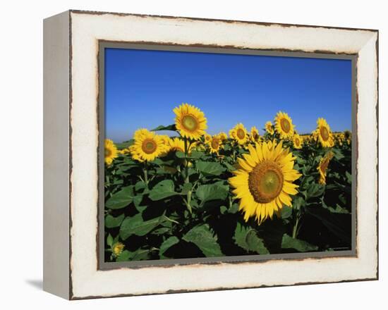 Sunflowers, Illinois, USA-Lynn M^ Stone-Framed Premier Image Canvas