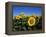 Sunflowers, Illinois, USA-Lynn M^ Stone-Framed Premier Image Canvas