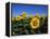 Sunflowers, Illinois, USA-Lynn M^ Stone-Framed Premier Image Canvas