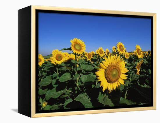 Sunflowers, Illinois, USA-Lynn M^ Stone-Framed Premier Image Canvas