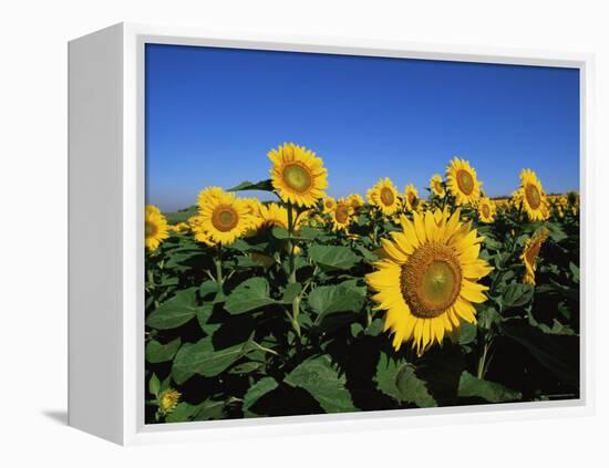 Sunflowers, Illinois, USA-Lynn M^ Stone-Framed Premier Image Canvas