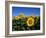 Sunflowers, Illinois, USA-Lynn M^ Stone-Framed Photographic Print