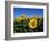 Sunflowers, Illinois, USA-Lynn M^ Stone-Framed Photographic Print