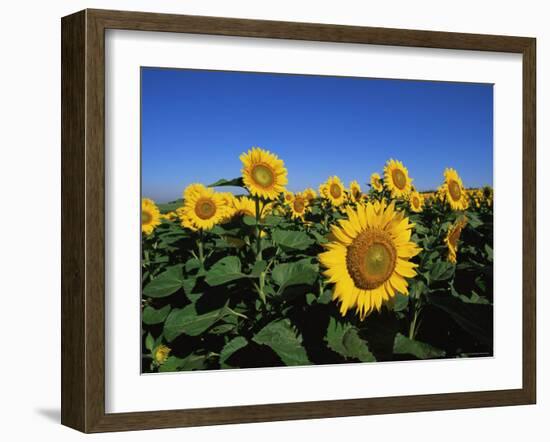 Sunflowers, Illinois, USA-Lynn M^ Stone-Framed Photographic Print