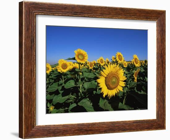 Sunflowers, Illinois, USA-Lynn M^ Stone-Framed Photographic Print