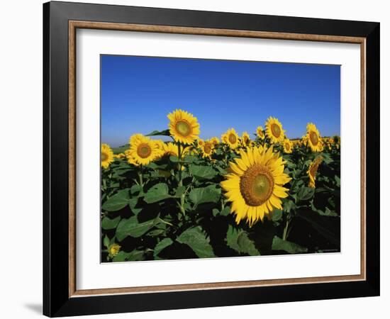 Sunflowers, Illinois, USA-Lynn M^ Stone-Framed Photographic Print