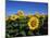 Sunflowers, Illinois, USA-Lynn M^ Stone-Mounted Photographic Print