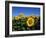 Sunflowers, Illinois, USA-Lynn M^ Stone-Framed Photographic Print