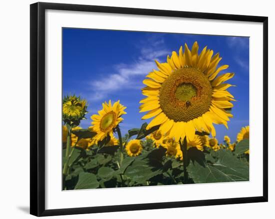 Sunflowers, Illinois, USA-Lynn M. Stone-Framed Photographic Print